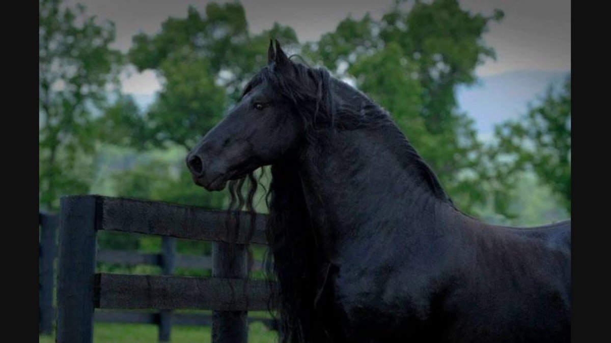 Фризская лошадь