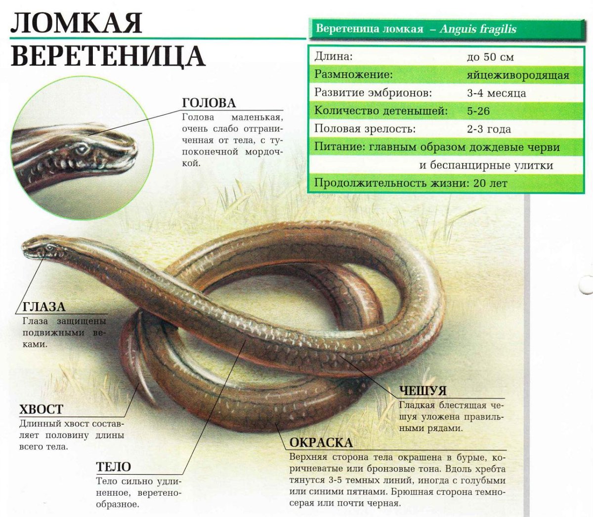 Безногая ящерица желтопузик