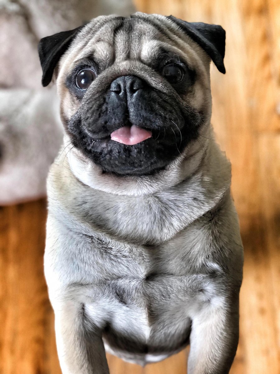 Pug Мопс