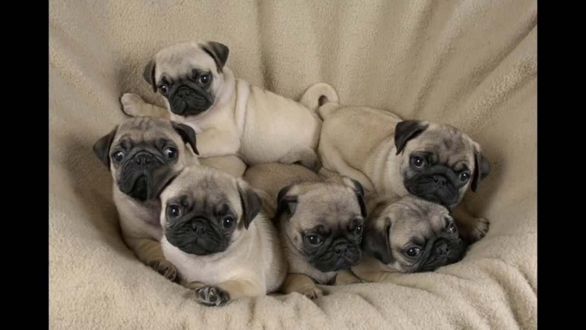 Вислоухий Мопс