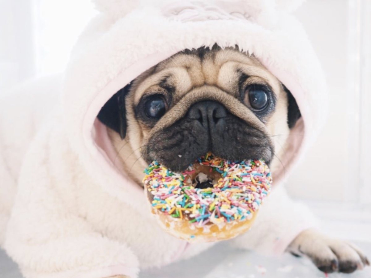 Пижама с мопсами