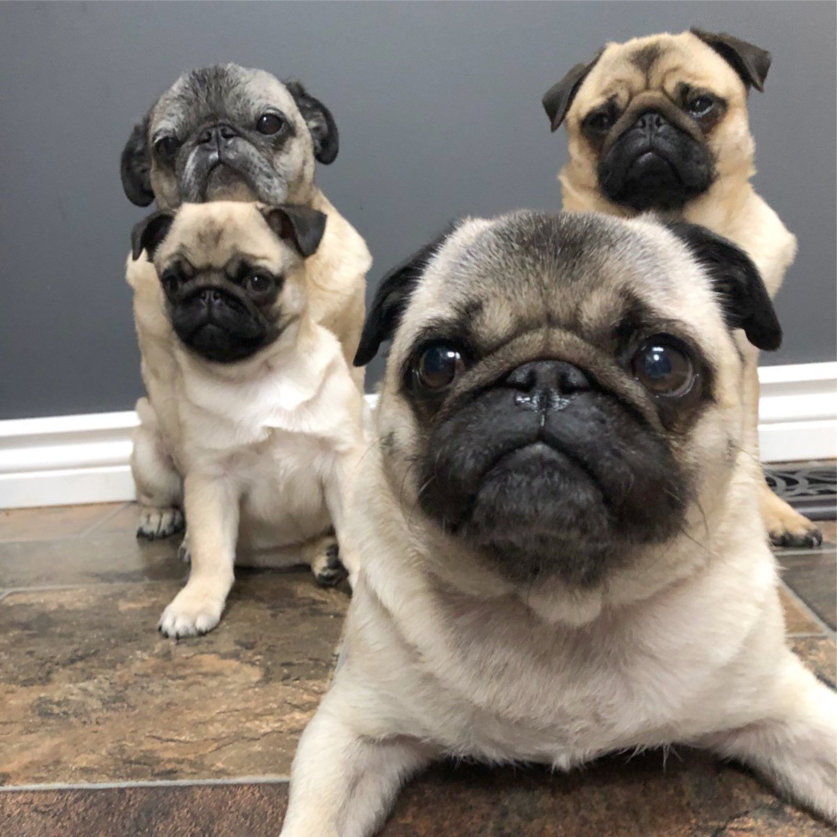 Бойцовский Мопс