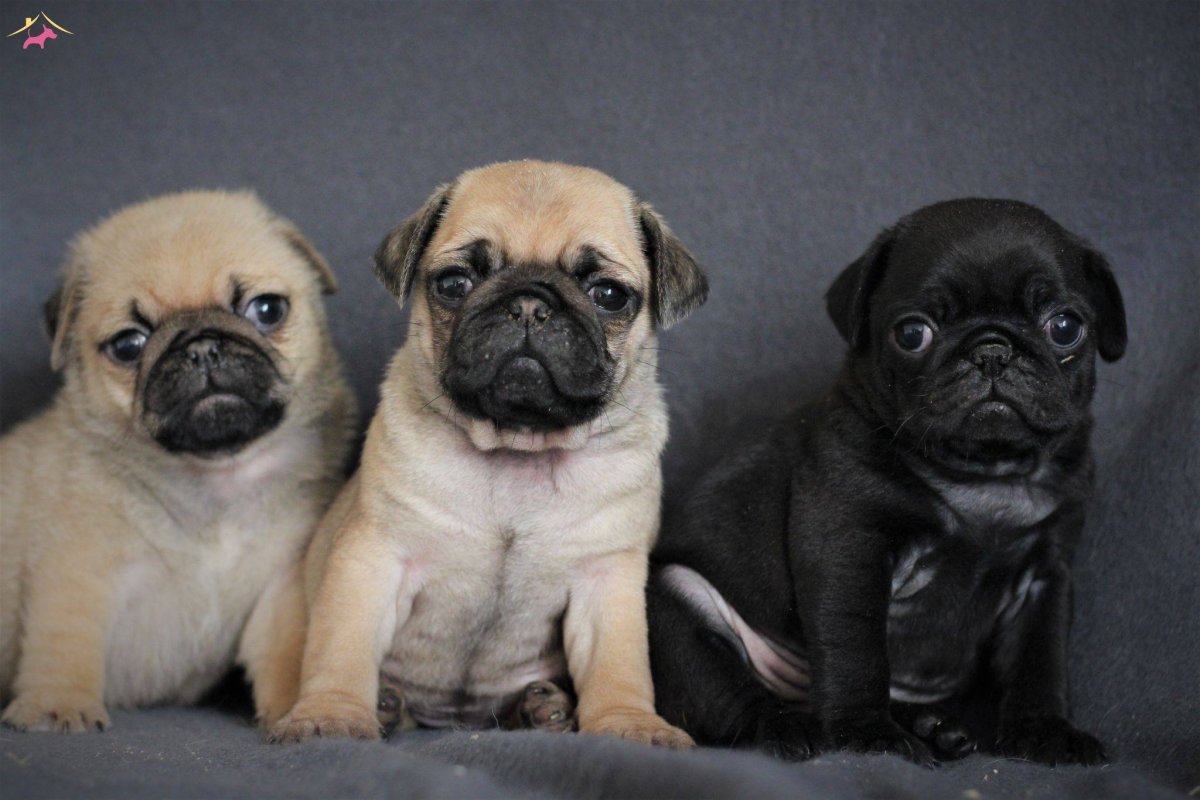 Черепаховый Мопс