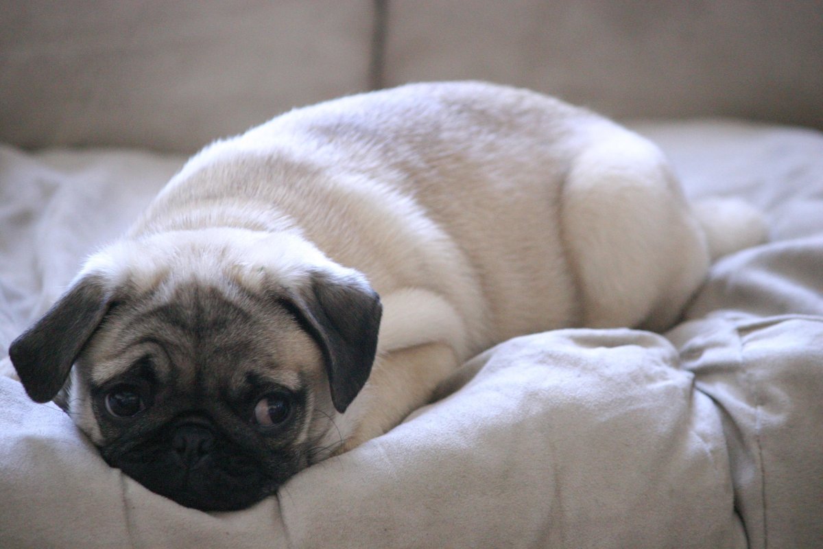 Мопс гладкошерстный