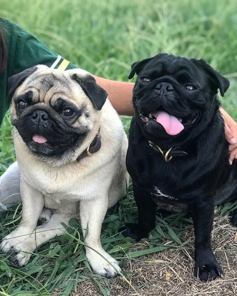 Терьерный Мопс