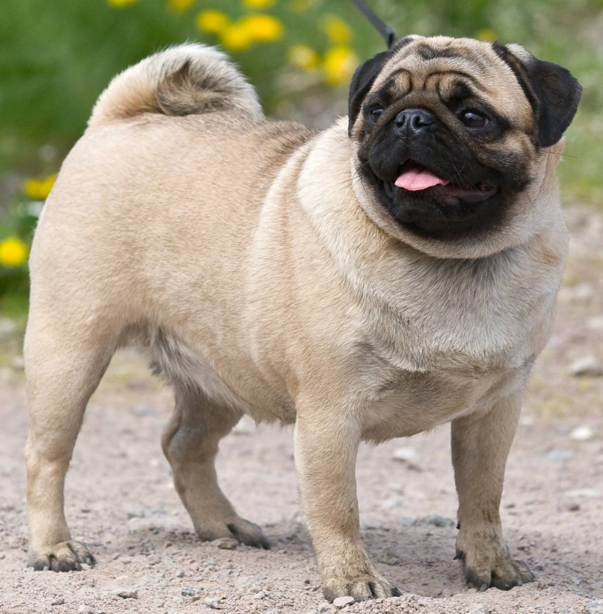 Порода собак Мопс щенки