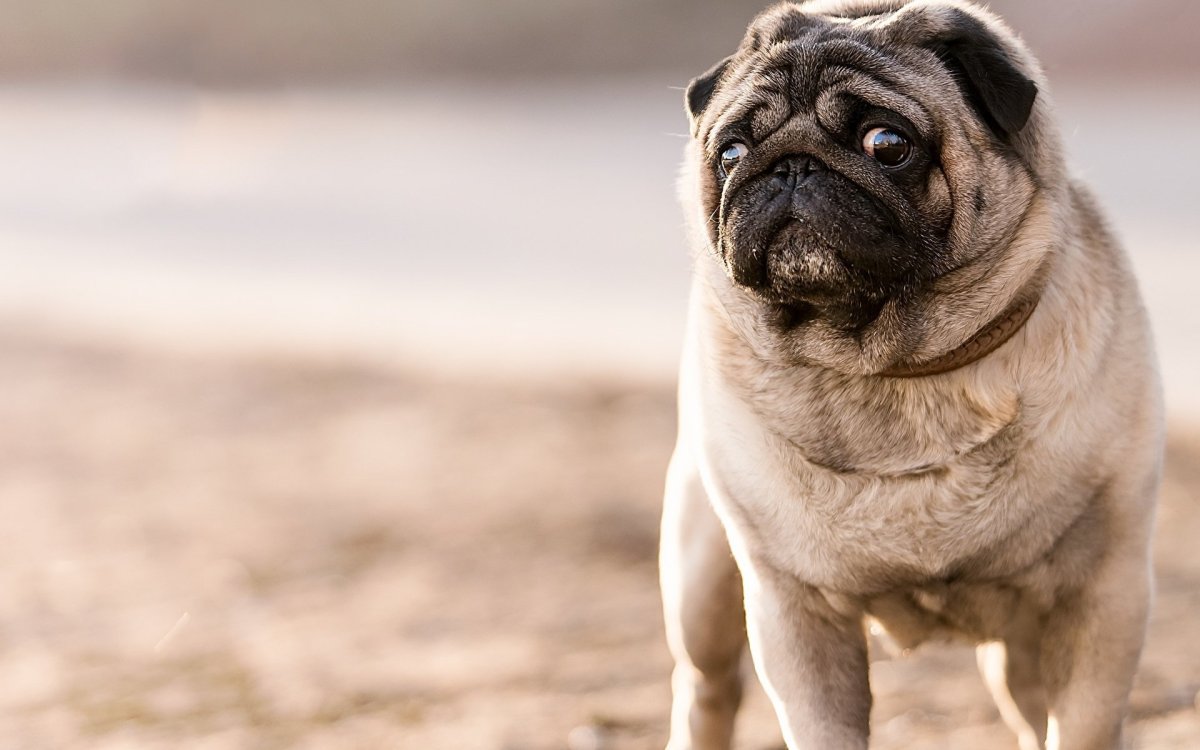 Мопс Европейский