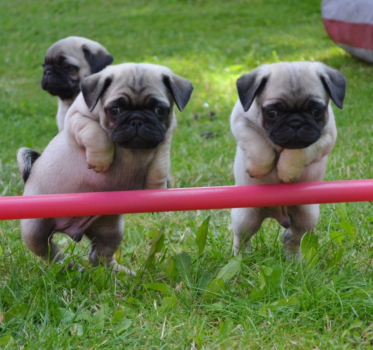 Мопс породы собак