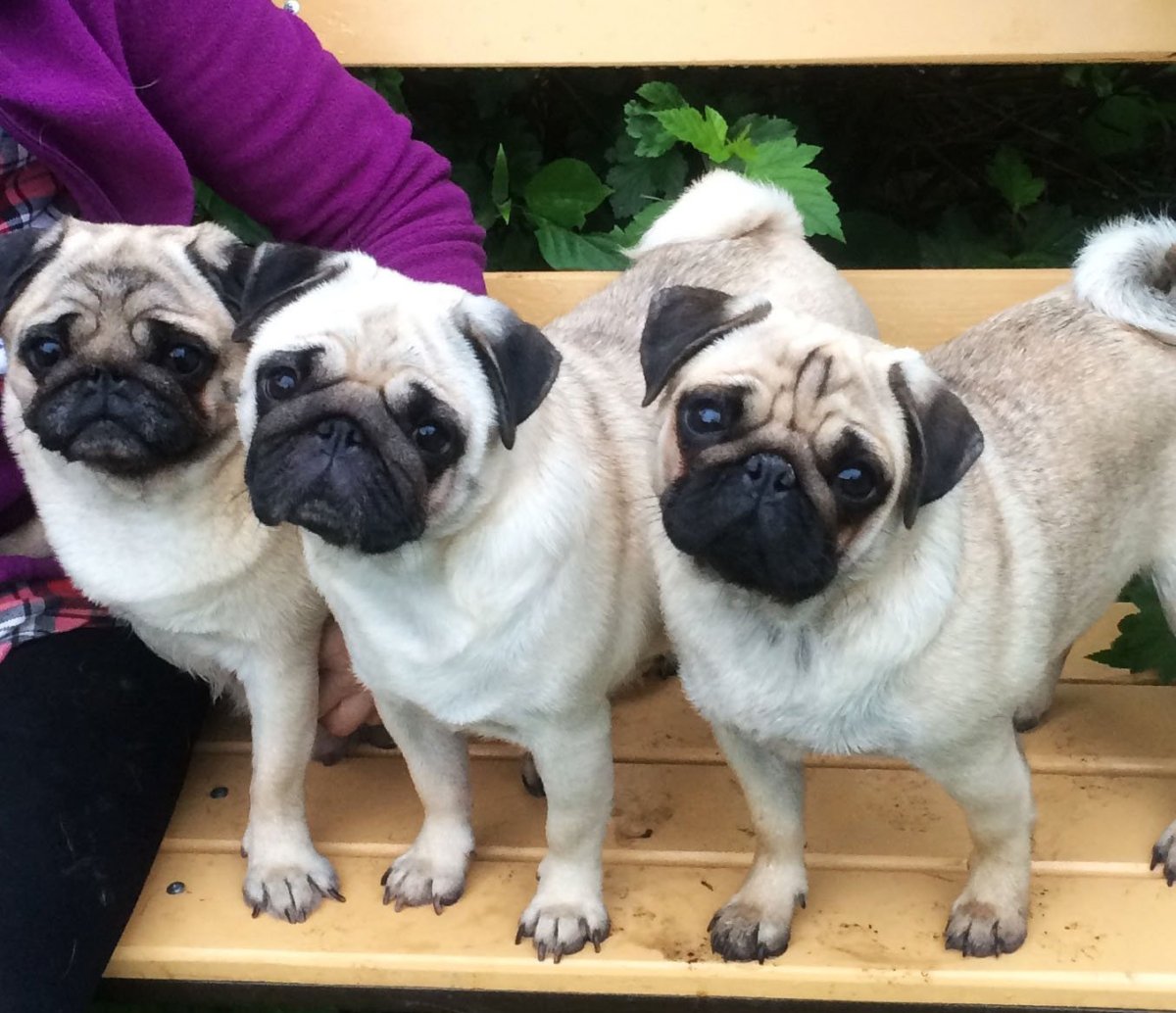 Собачки мопсики щенки