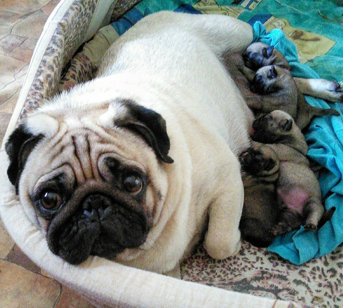 Порода собак мини Мопс