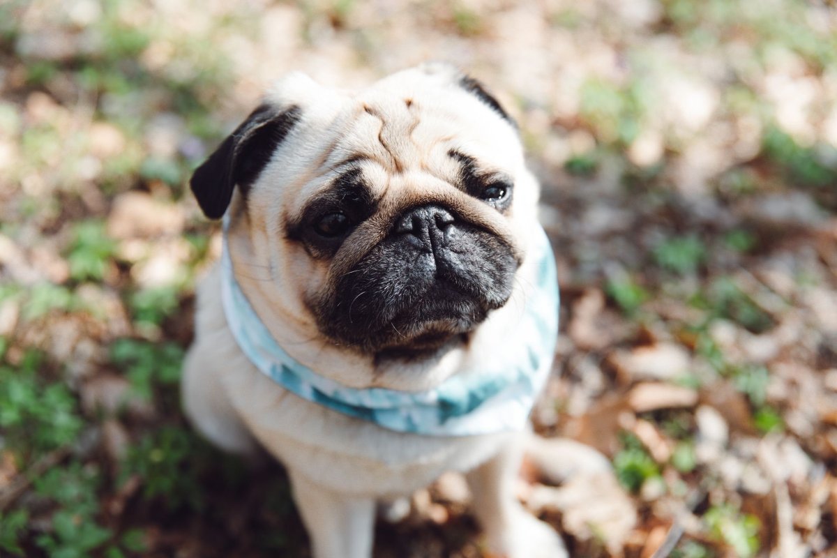 Мраморный Мопс