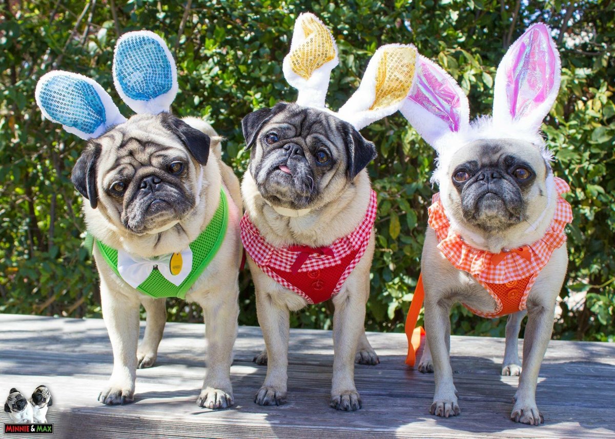 Чистокровный Мопс