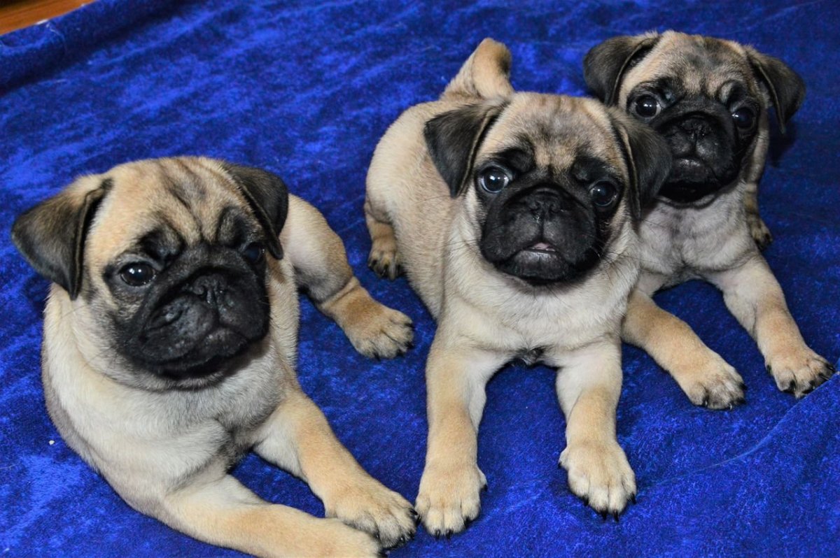 Разновидности мопсов