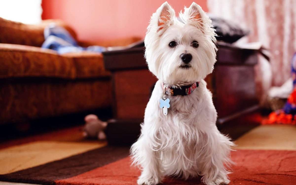 Детёныш бордер колли