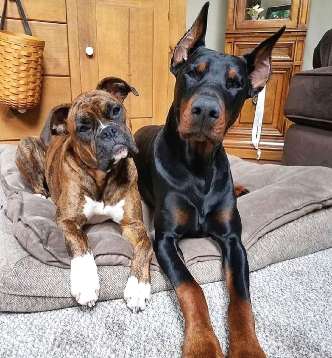 Бигль терьер гладкошерстный