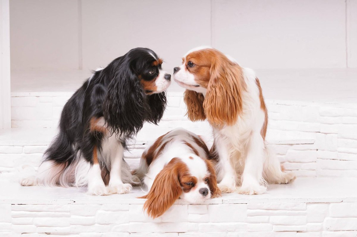 Спаниель Кинг Чарльз Несса