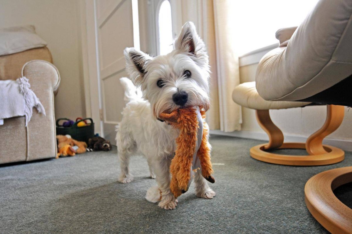 Кавапу и мальтипу