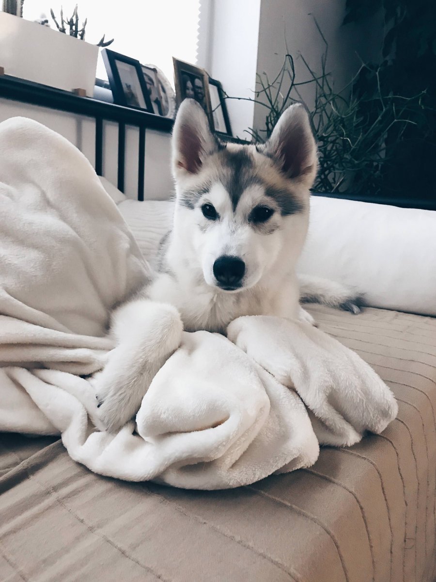 Бигль и чихуахуа