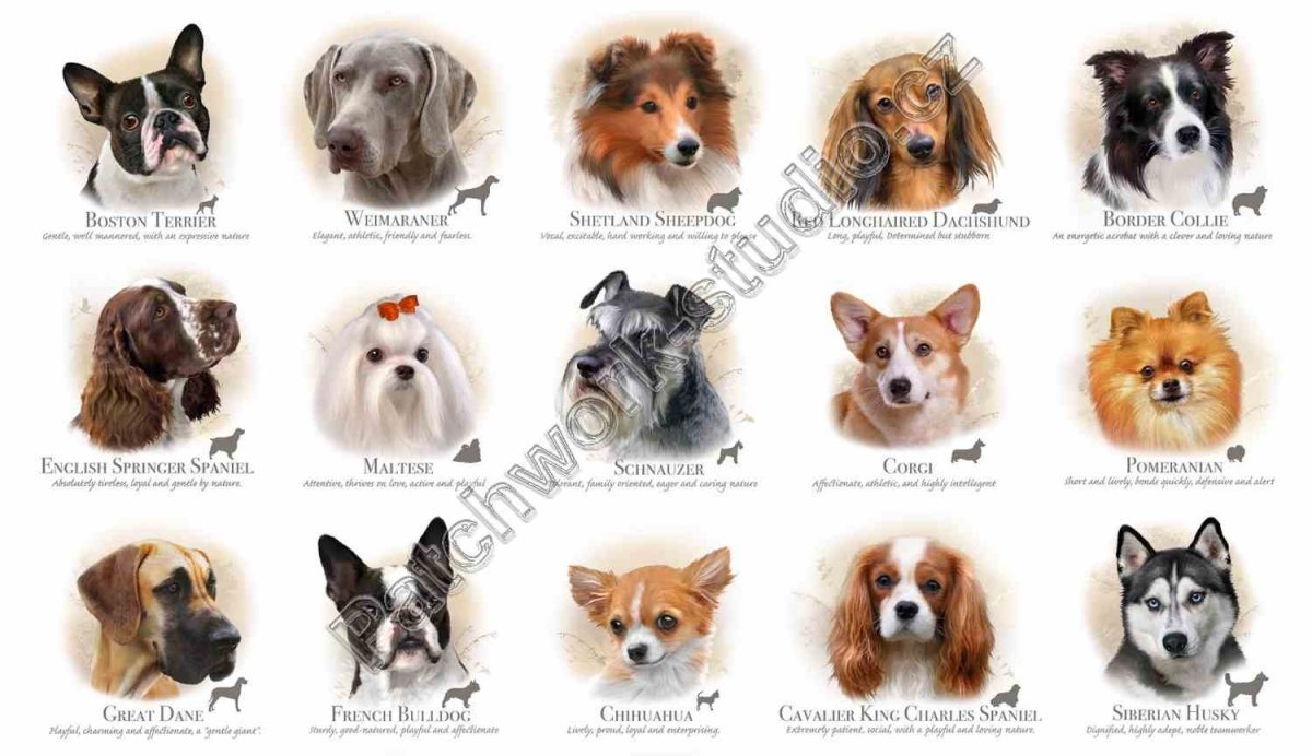 Породы собак для квартиры