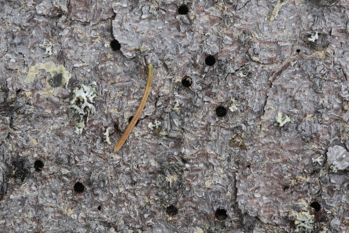 Жук короед Точильщик