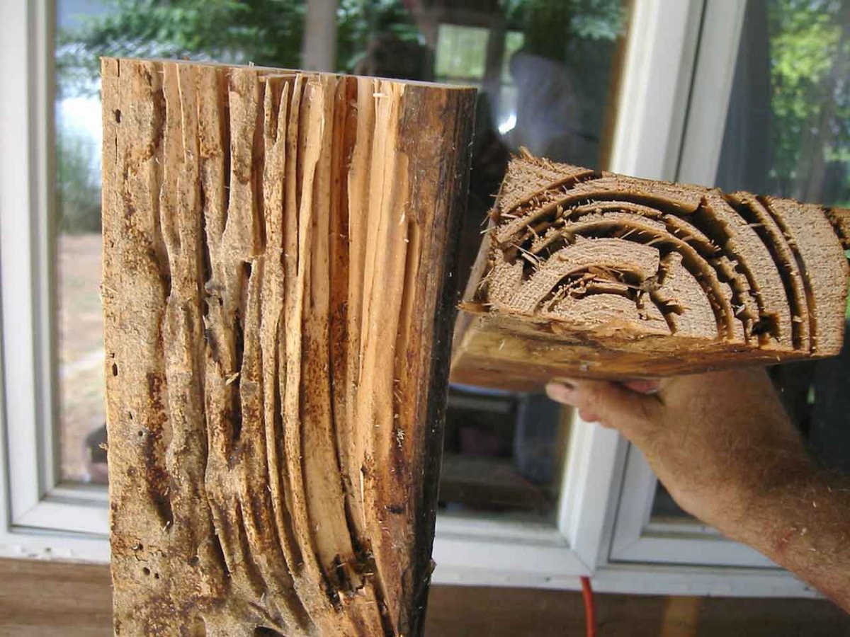 Жук короед древоточец следы