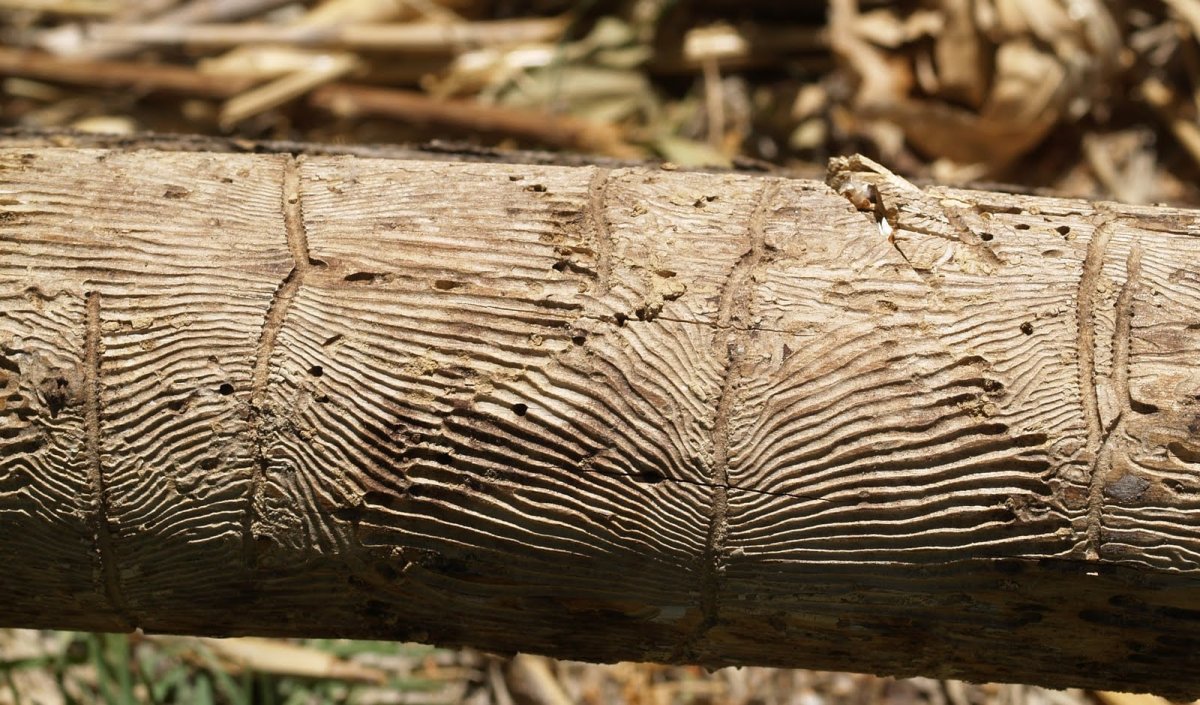 Жук короед древоточец следы