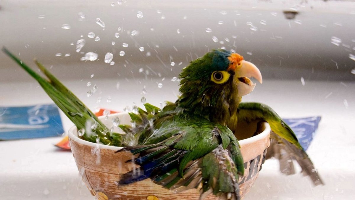 Смешные птицы