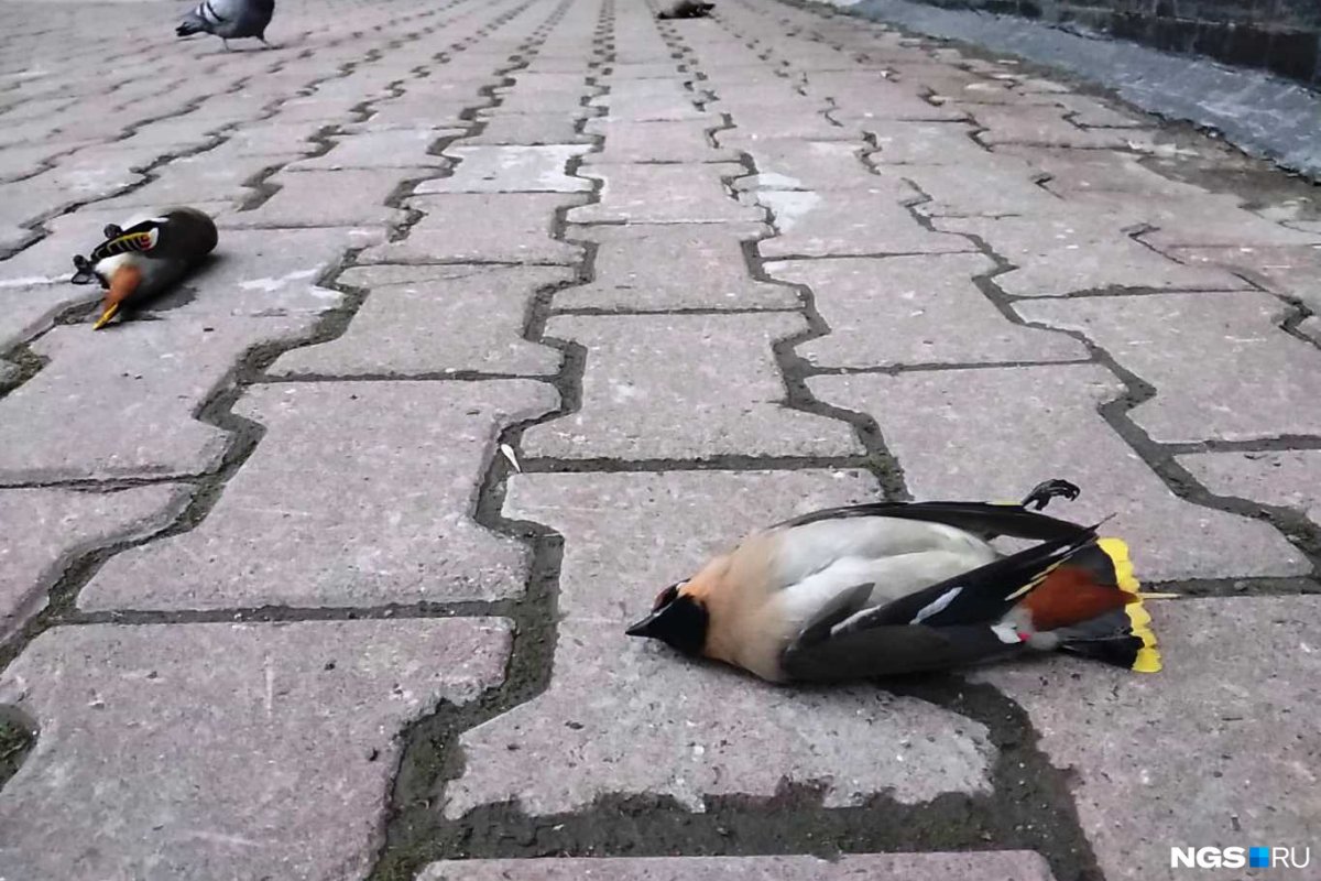 Боевой Воробей