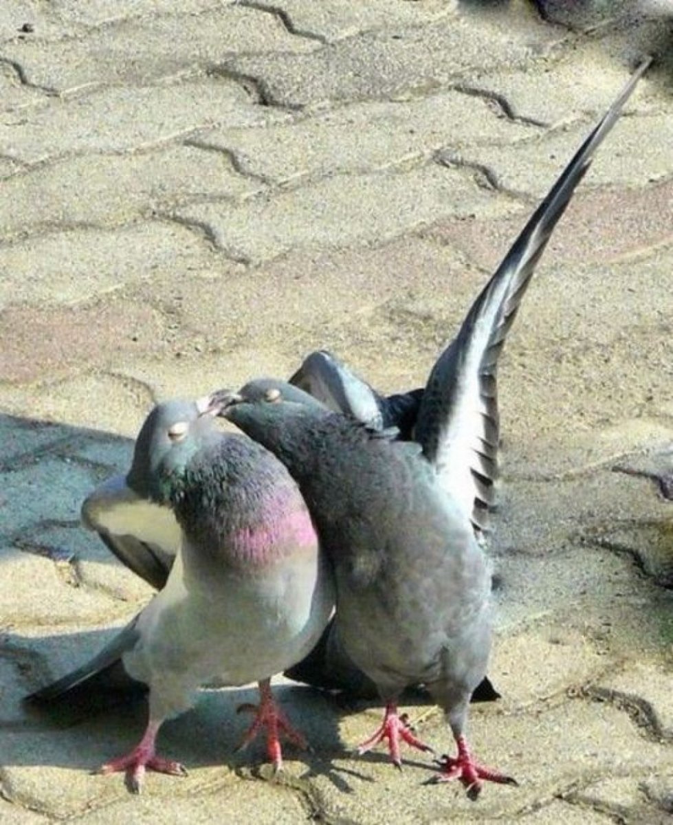 Пьяный Гусь