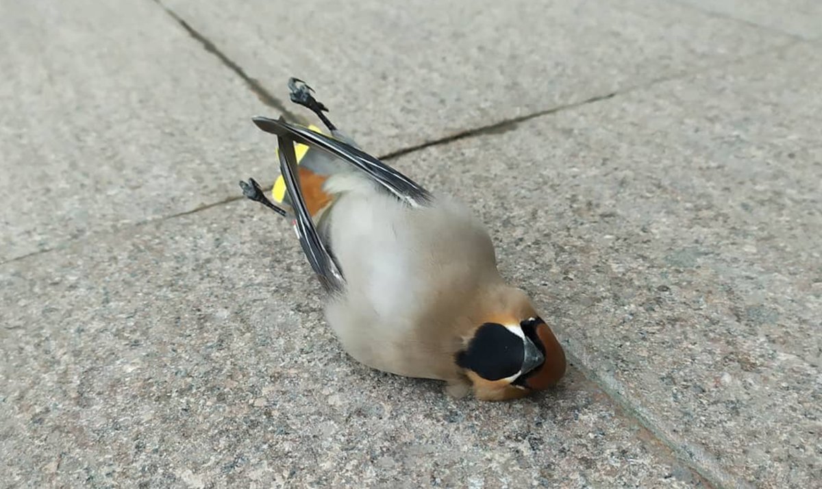 Пьяные птички свиристели