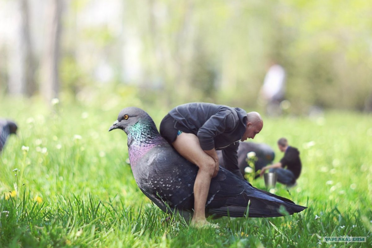 Фото курицы смешные