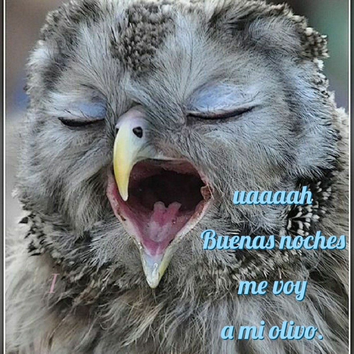 Сонный Совенок