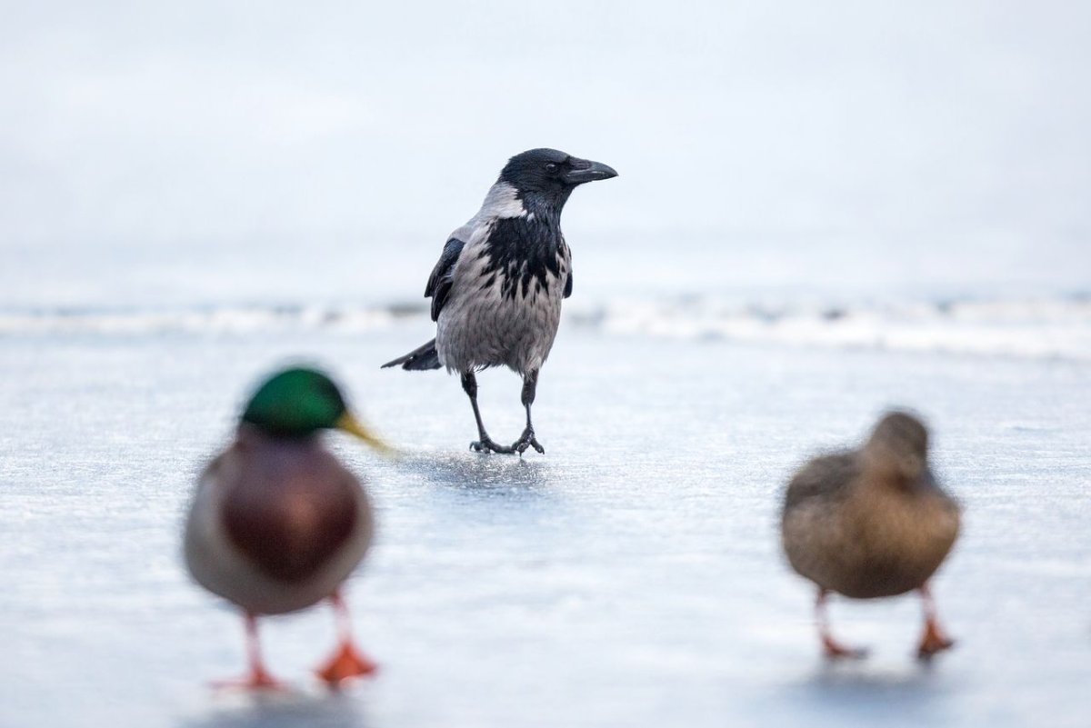 Птицы приколы