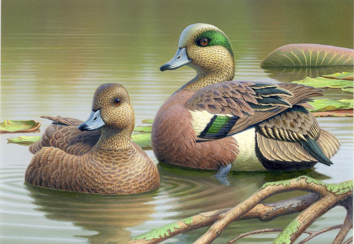 Уточки арт в природе