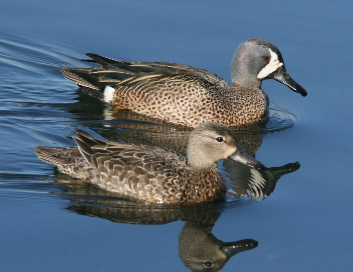 Синекрылый чирок