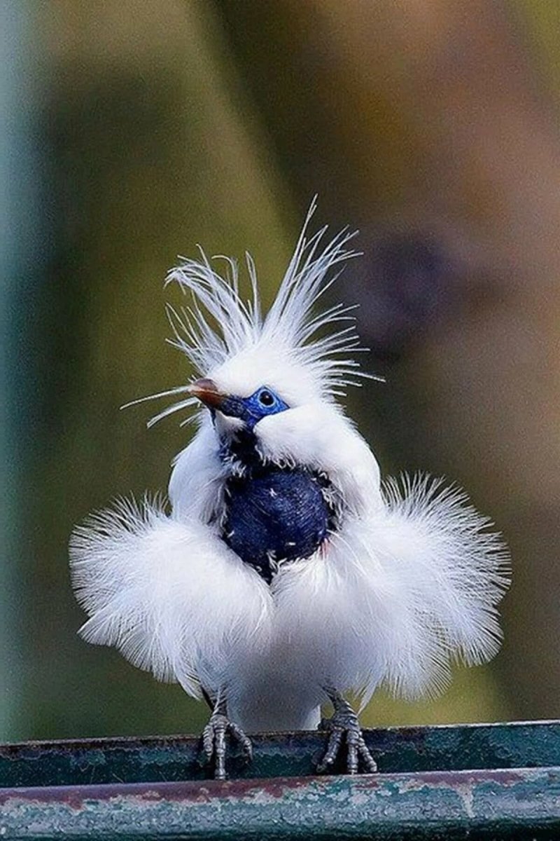 Балийский скворец