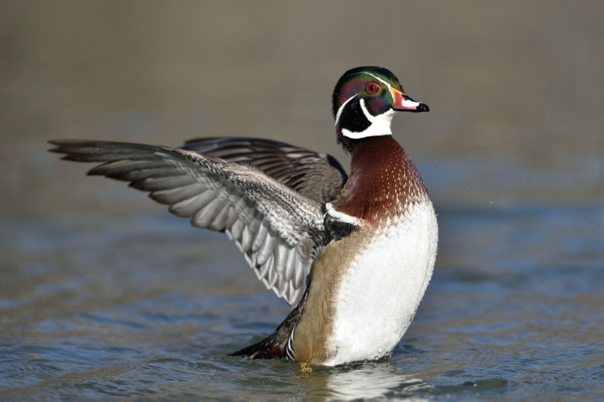 Породы северных уток