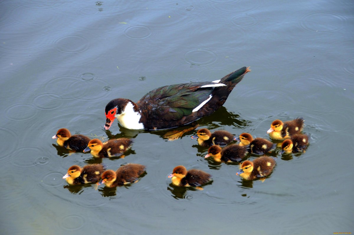 Дикий селезень с утятами