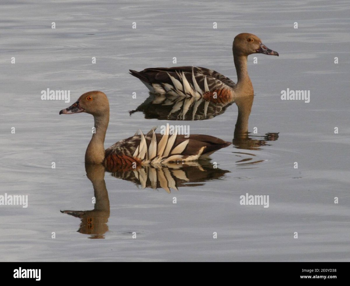 Древесная утка Итона