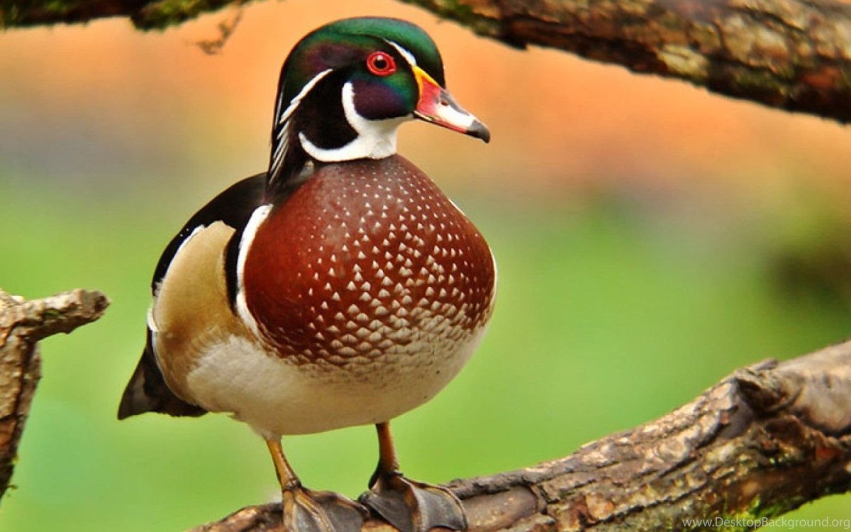 Краснобрюхая древесная утка