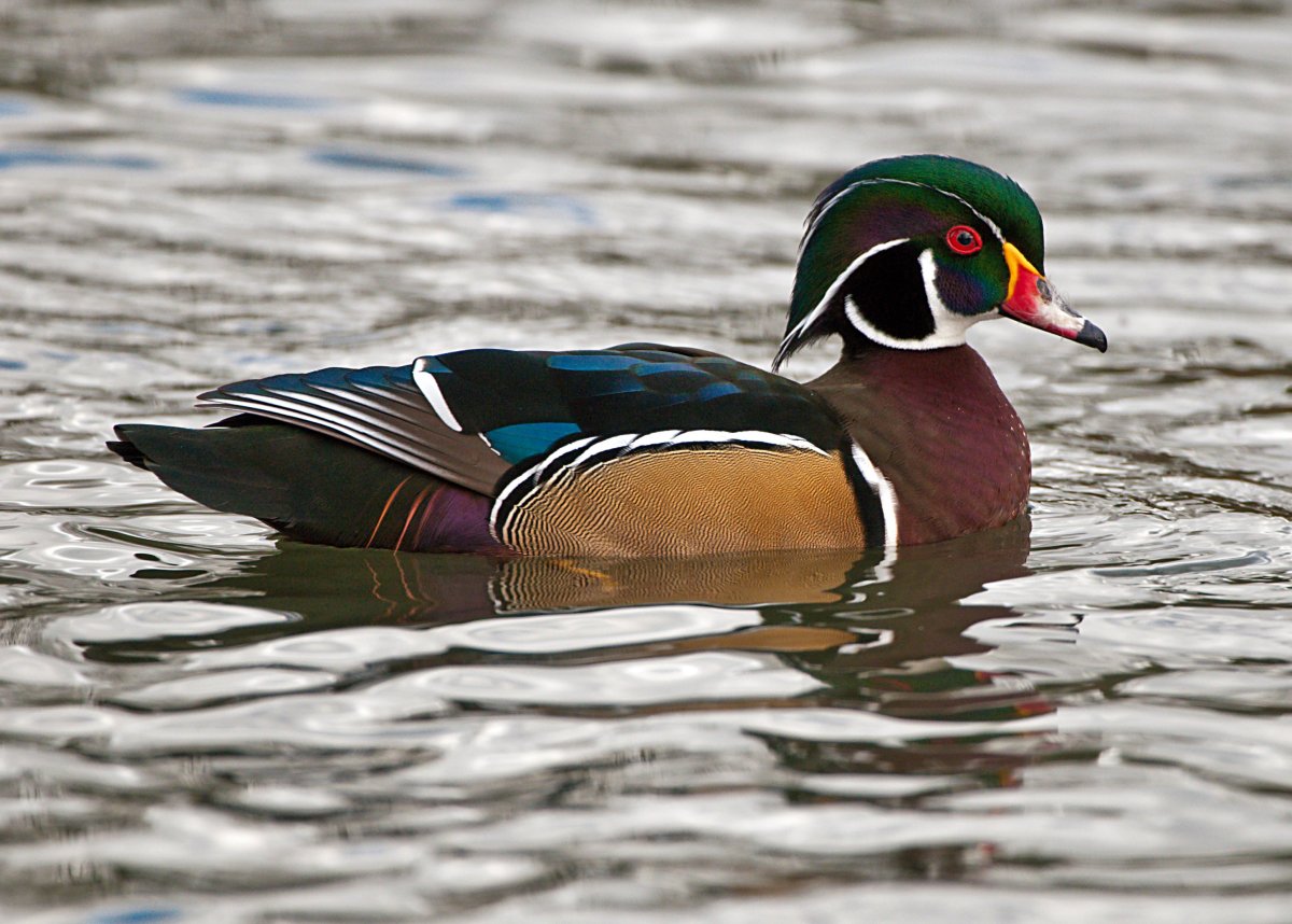 Кряква, чирок,Огарь