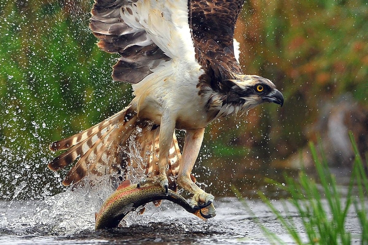 Сиалия Лазурная птица