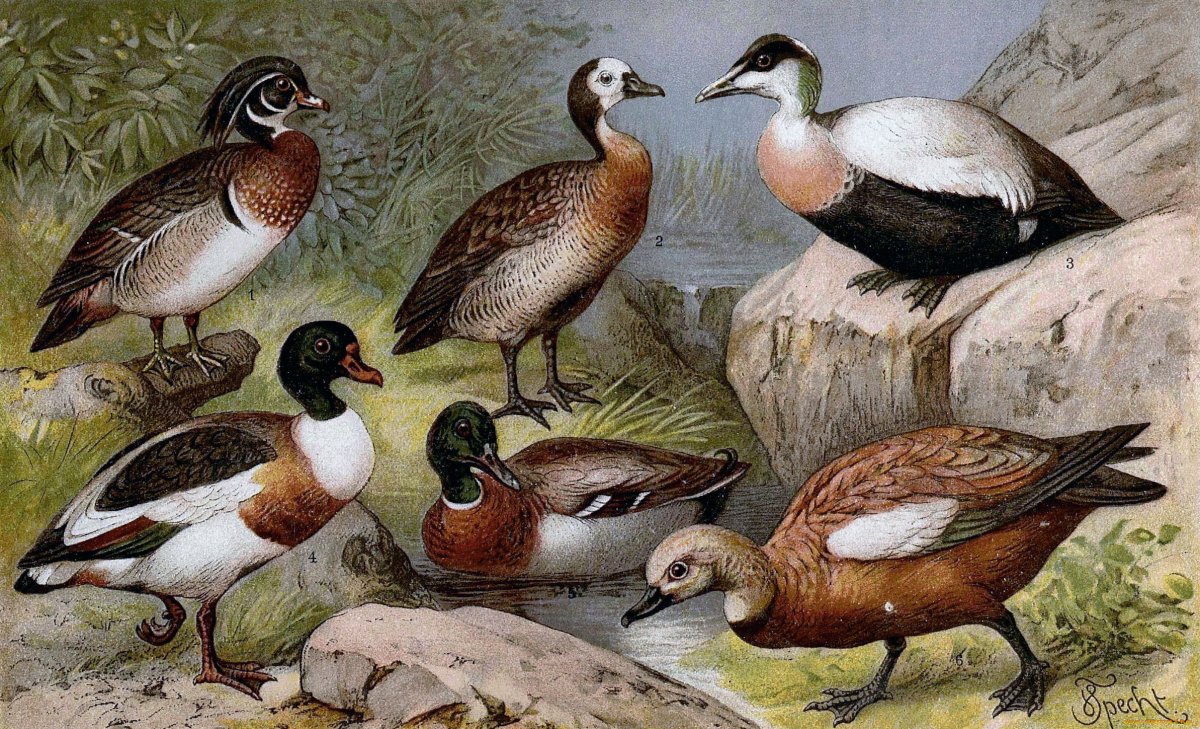Доисторические утки