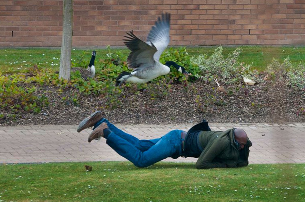 Ястреб пустельга