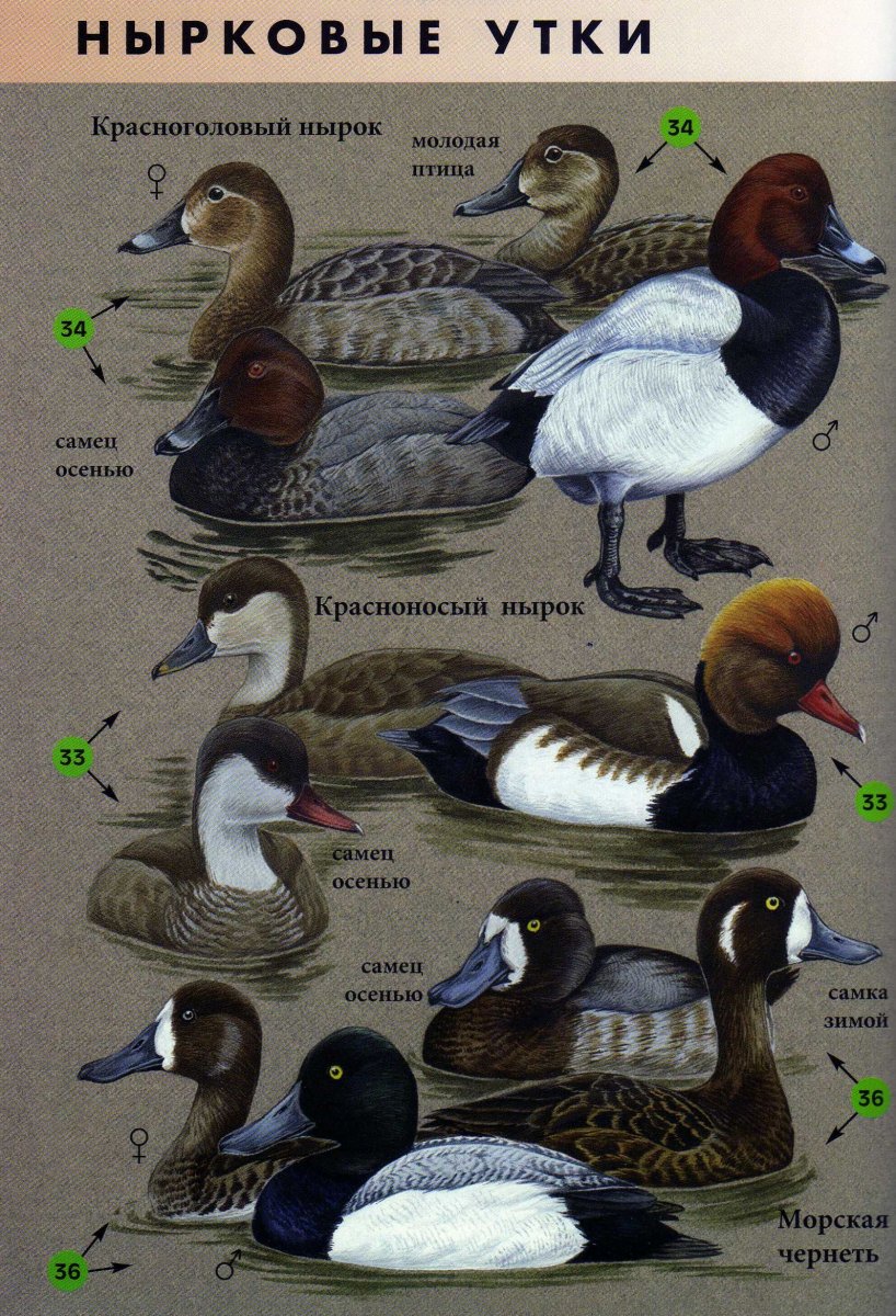 Виды уток с названиями