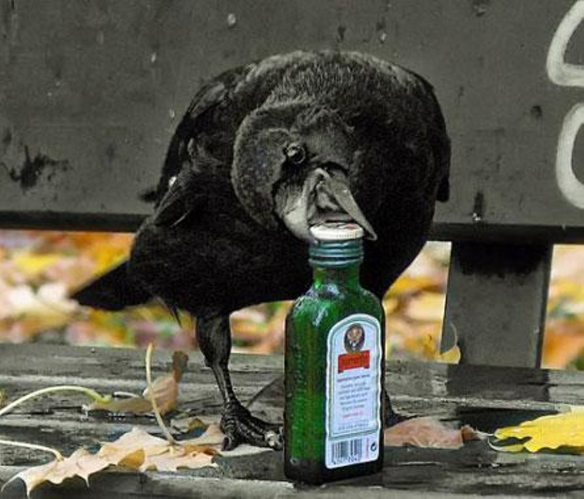 Вороне Бог послал бутылку водки