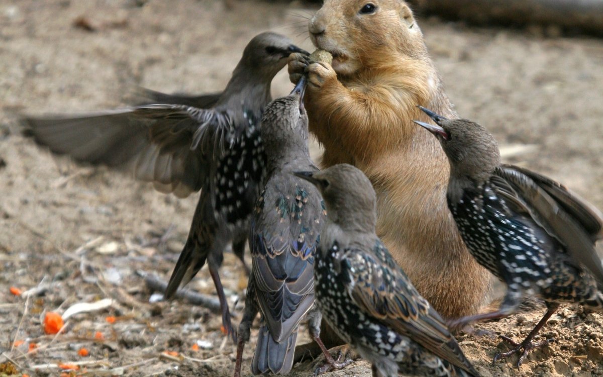 Орленок птенец