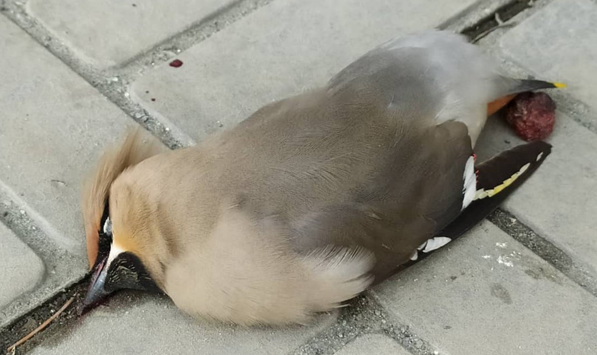 Пьяные птицы