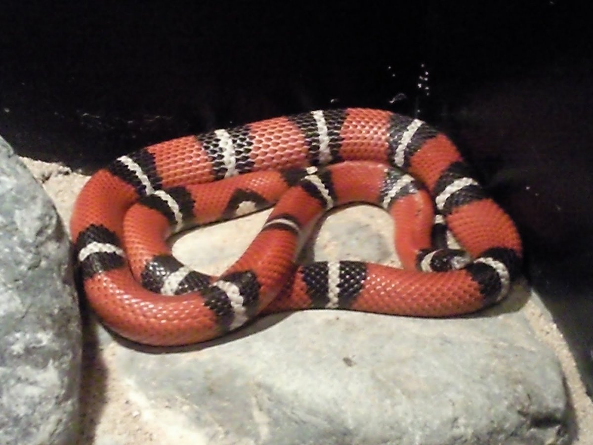 Коралловый Аспид и Королевская змея