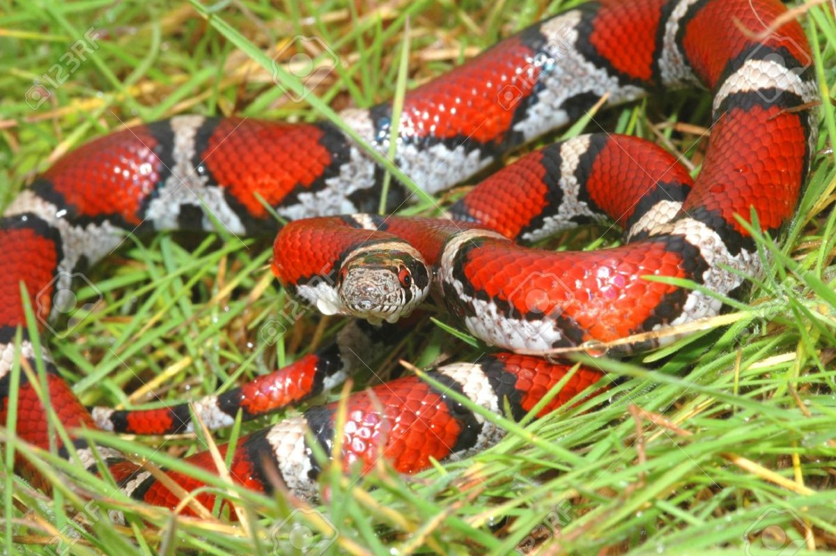 Региус Королевский питон черный